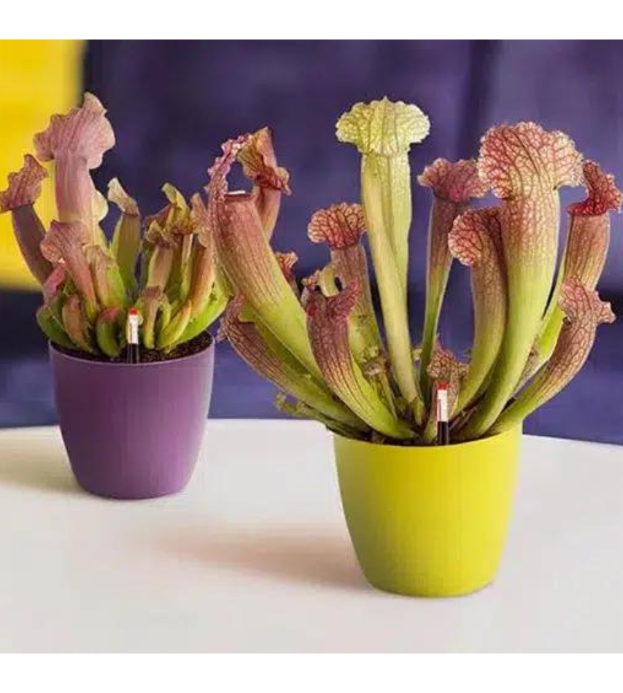 5 vasos de plantas carnívoras para oferecer neste Halloween. Uma ideia diferente para quem adora plantas e grandes sustos